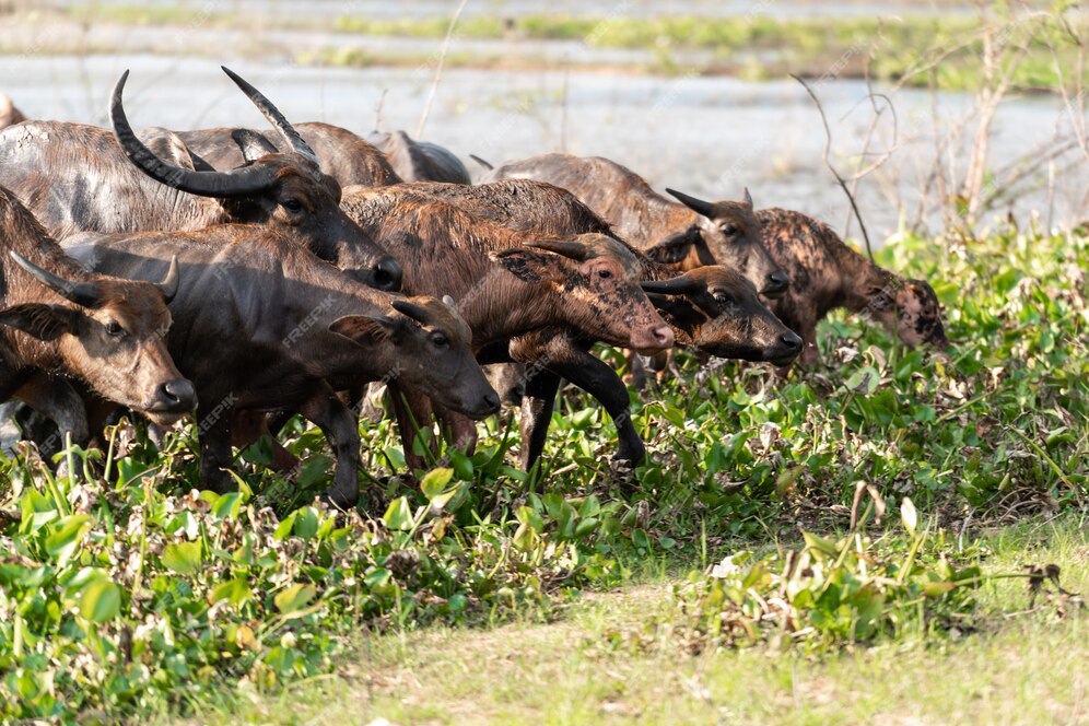 How Beef Contribute To The Economic Sector In Namibia